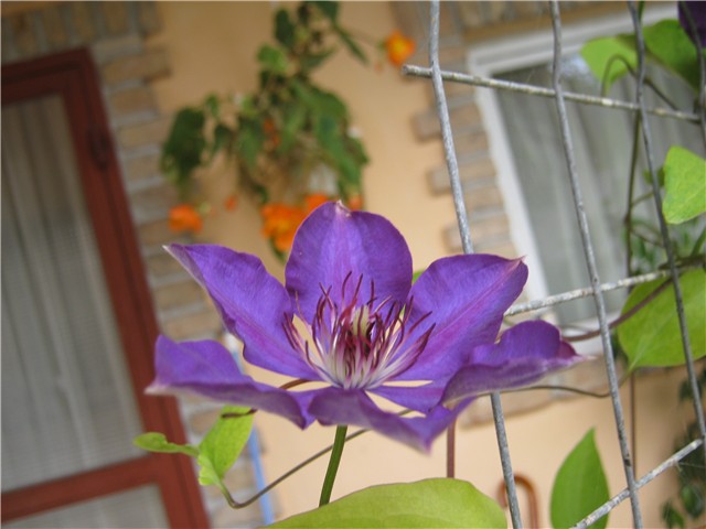 clematis